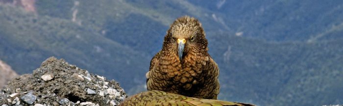 Kea