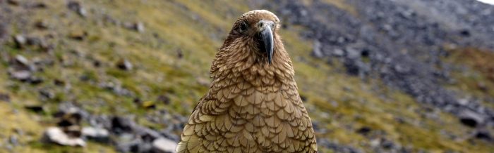 Kea