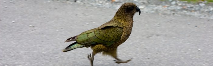 Kea