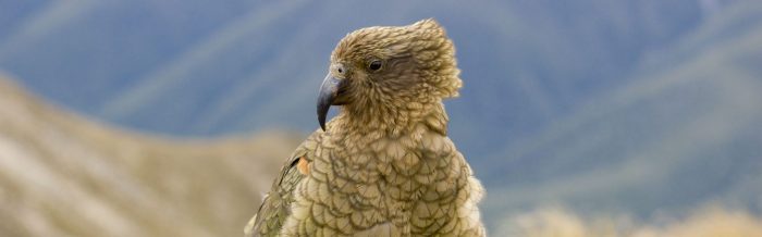 Kea