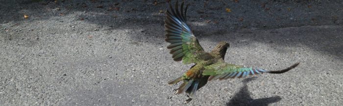 Kea