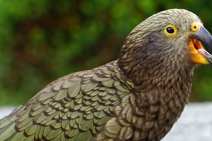 Kea