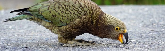 Kea