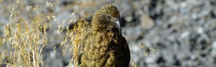 Kea