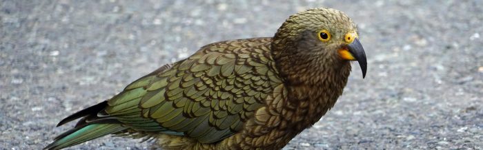 Kea
