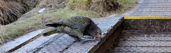 Kea