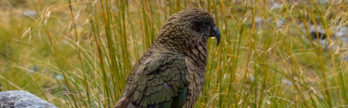 Kea