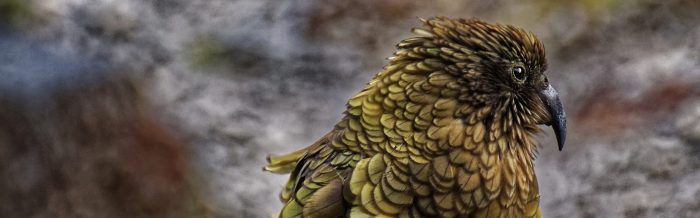 Kea
