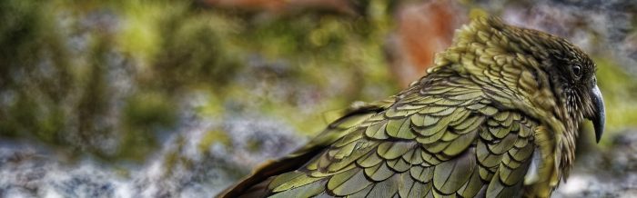 Kea