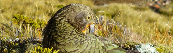 Kea