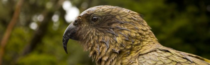 Kea