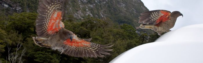 Kea