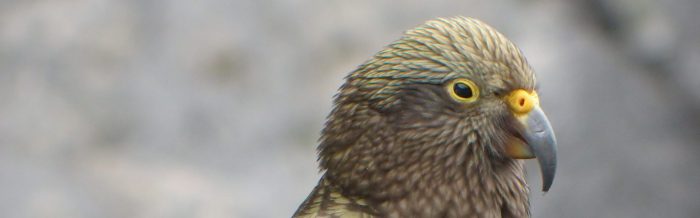 Kea