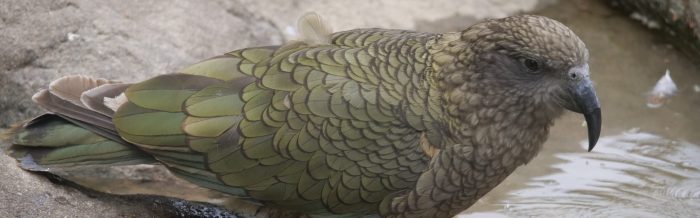 Kea