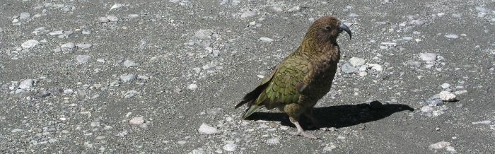 Kea