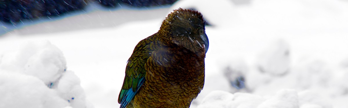 Kea