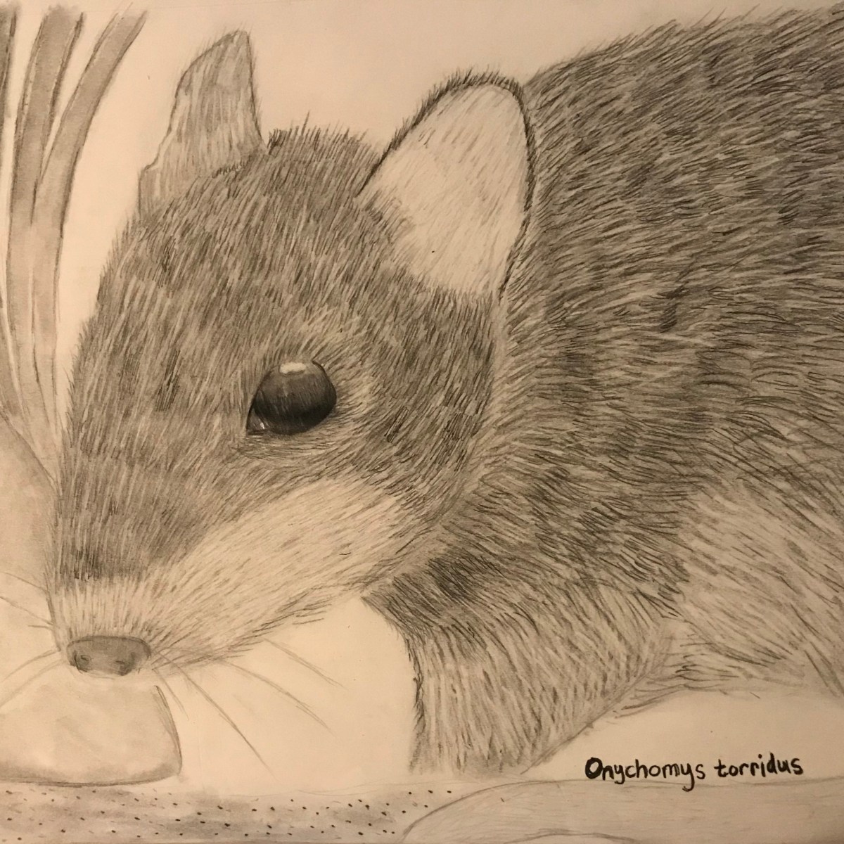 Free-For-All: Southern Grasshopper&nbsp;Mouse