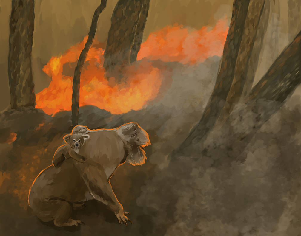 Koala Host Train & FFA