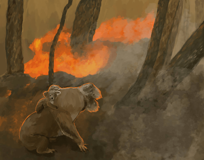 Koala Host Train & FFA