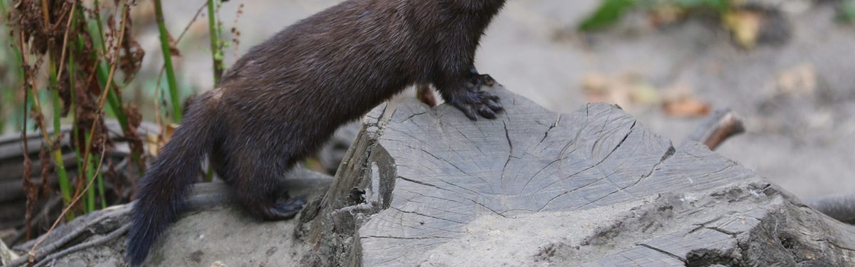 European Mink