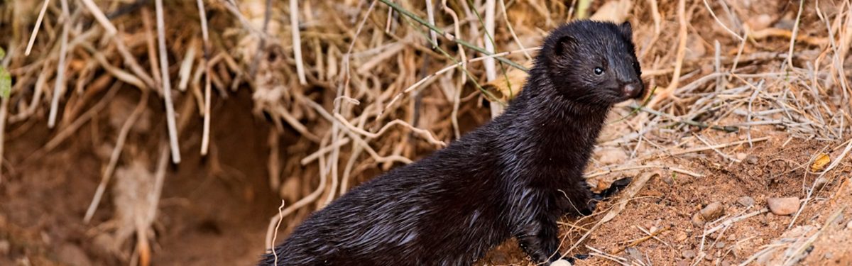 European Mink