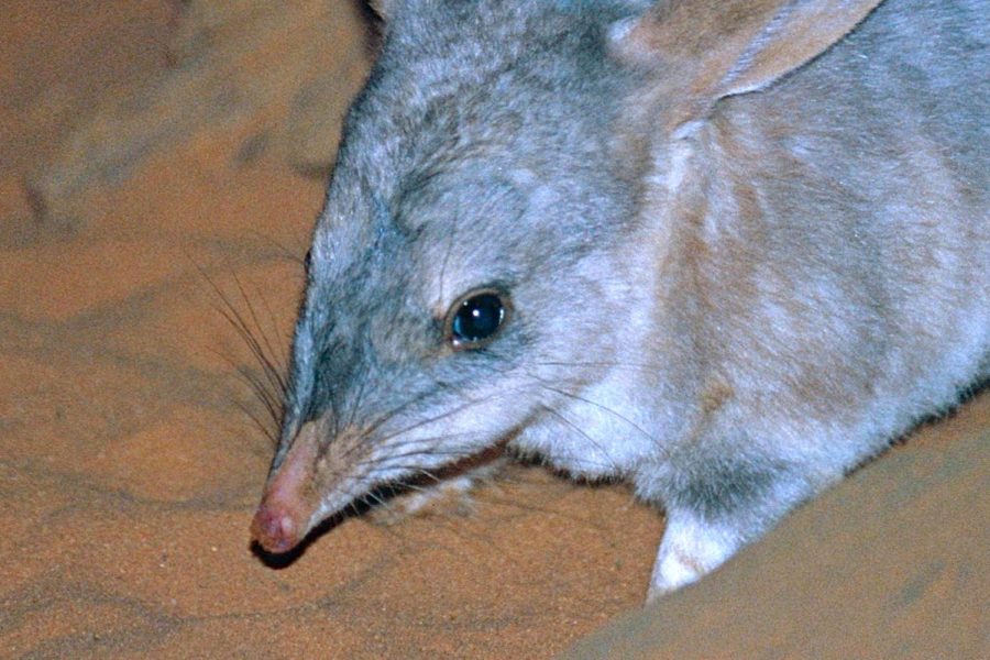 Bilby