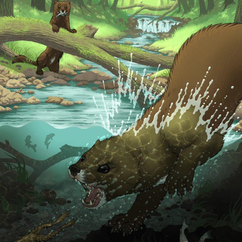 Free-For-All: European Mink