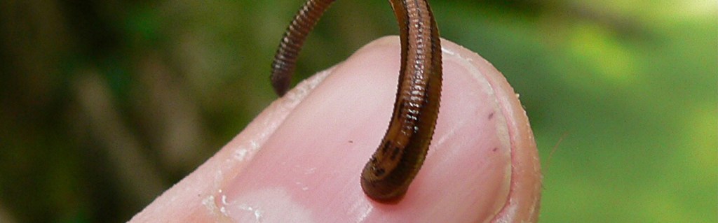 Annamite Striped Rabbit