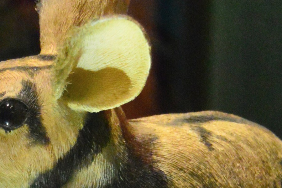 Annamite Striped Rabbit