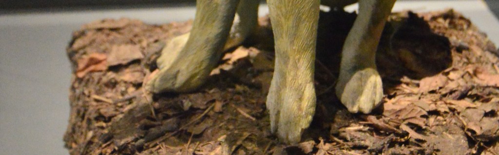 Annamite Striped Rabbit