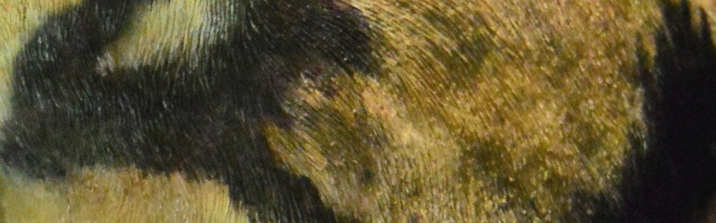 Annamite Striped Rabbit