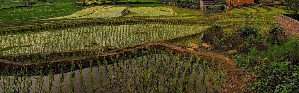 Annamite Striped Rabbit (Nesolagus timminsi) – FaunaFocus