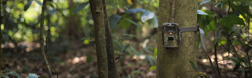 Annamite Striped Rabbit