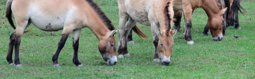Przewalski's Horse