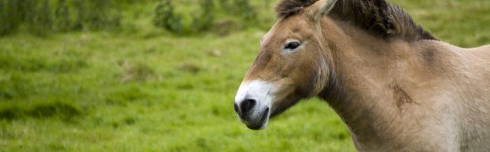 Przewalski's Horse
