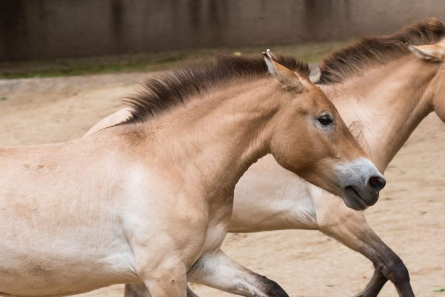 Przewalski's Horse