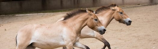 Przewalski's Horse