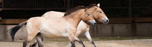 Przewalski's Horse