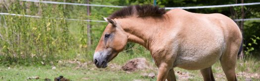 Przewalski's Horse