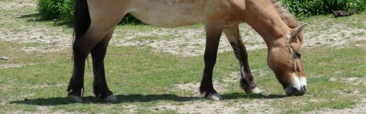 Przewalksi's Horse