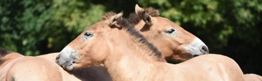 Przewalski's Horse