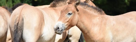 Przewalski's Horse