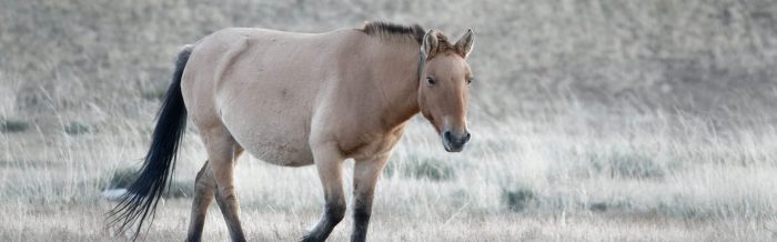 Przewalski's Horse