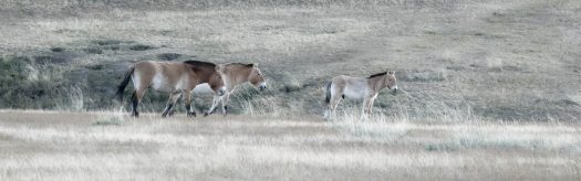 Przewalski's Horse