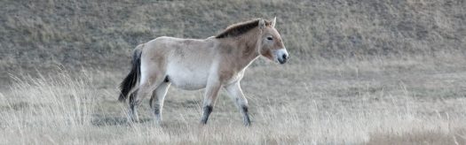 Przewalski's Horse