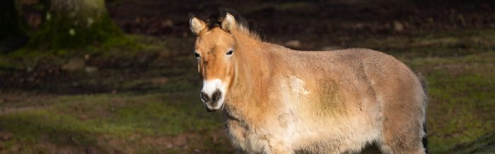 Przewalski's Horse