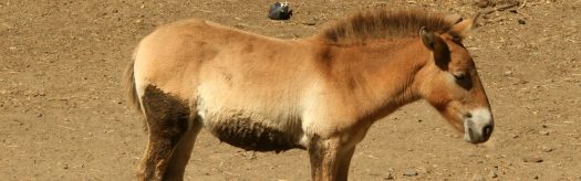 Przewalski's Horse