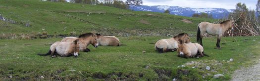 Przewalski's Horse