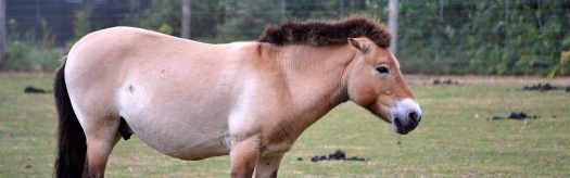 Przewalski's Horse