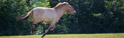 Przewalski's Horse